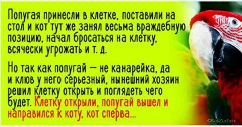 Анекдот про попугая