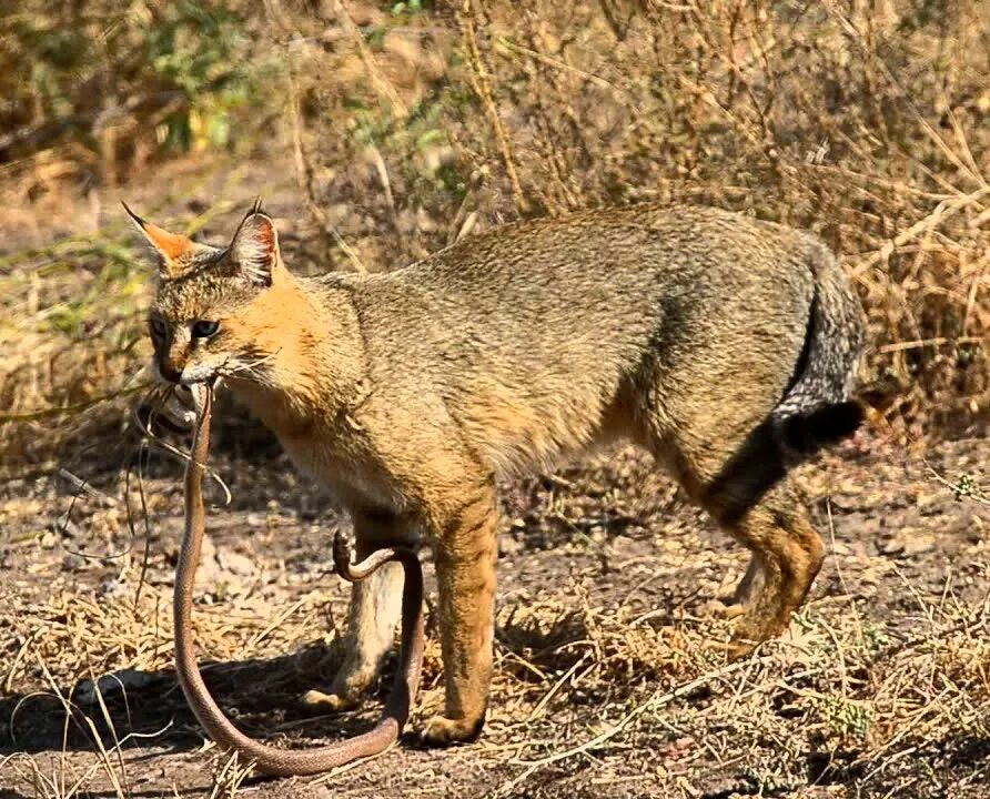 Кот добыча. Камышовый кот. Камышовый кот Вульф. Камышовый кот Хаус. Кавказский камышовый кот.