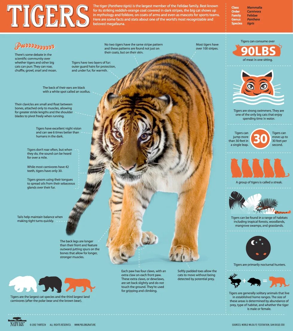 The tiger is large. Тигр инфографика. Факты о Тигре инфографика. Инфографика Амурского тигра. Виды тигров инфографика.