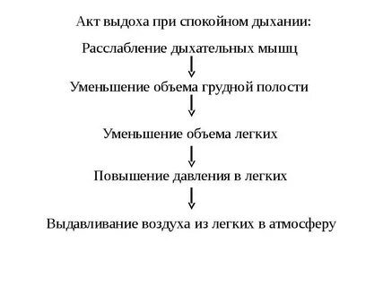 Установите последовательность процессов вдоха и выдоха