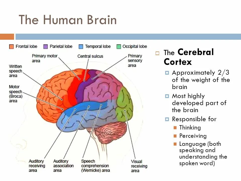 Physical structure of the Human Brain. Human Brain Parts. Brain structure and function. Human capability