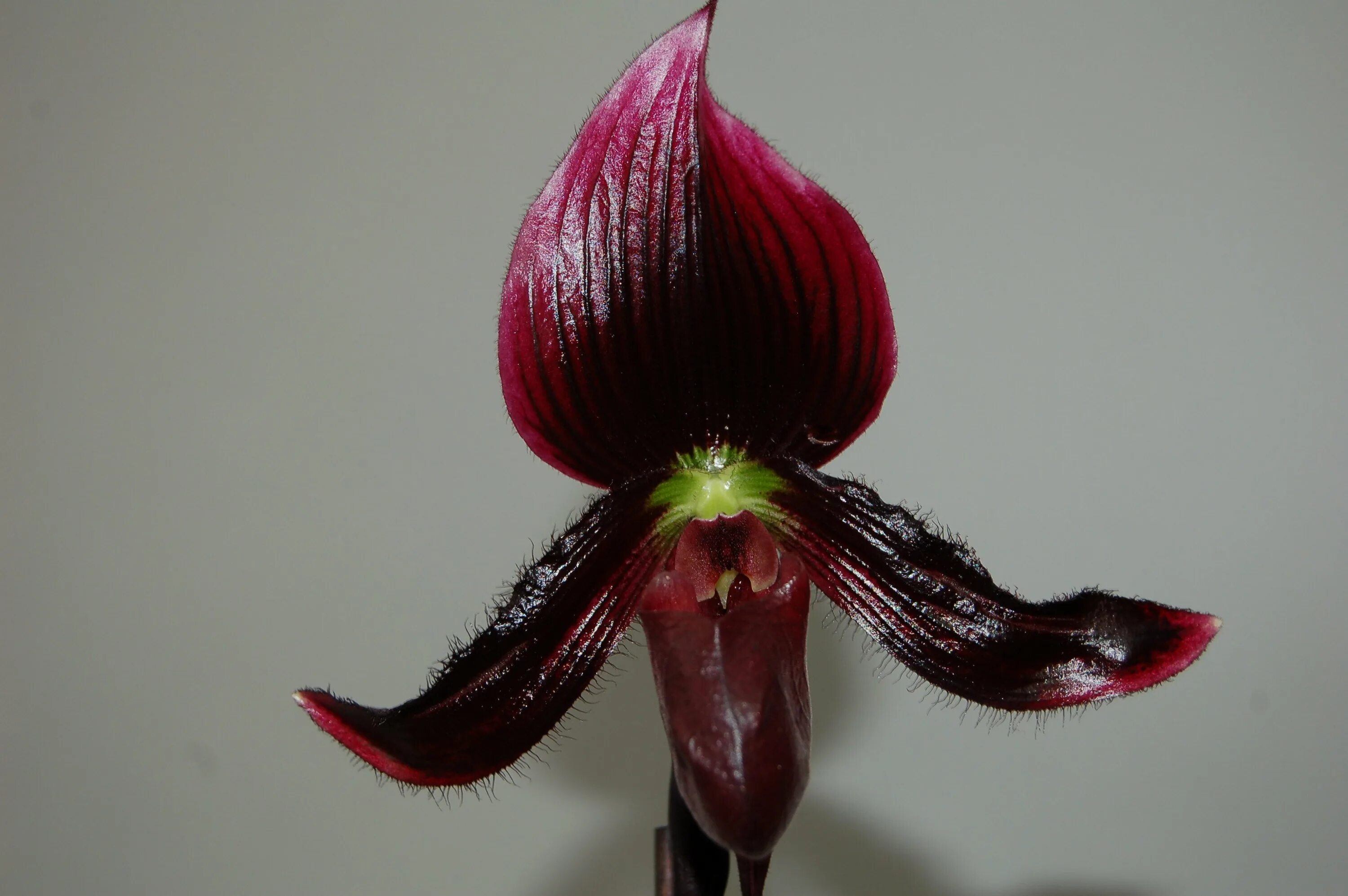 Paphiopedilum lowii -In Vitro- (20-25 Pflanzen in sterilem Glas) Passiflora.ru -