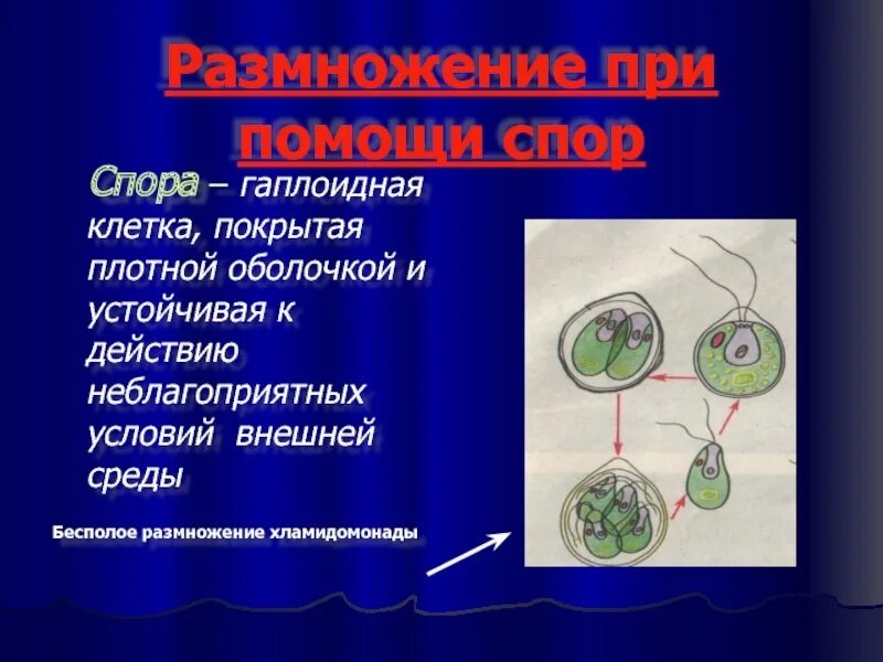 Размножение гаплоидными спорами. Гаплоидный набор клеток. Гаплоидные споры. Гаплоидные гаметы это. Клетки спор гаплоидный.