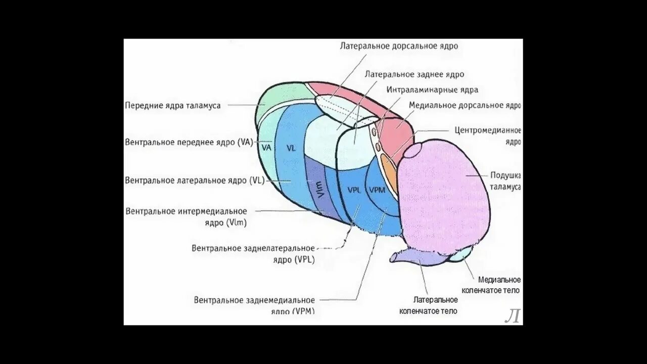 Передние ядра таламуса. Специфические ядра таламуса функции. Передние ядра таламуса. Передние ядра таламуса. Симптомы поражения таламуса неврология.