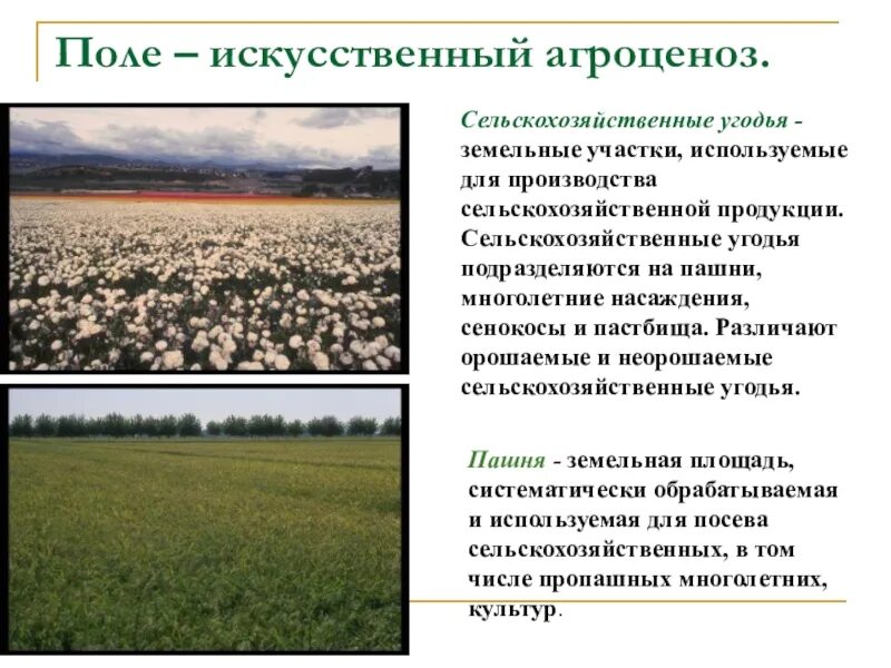 Известные агроценозы. Виды сельскохозяйственных угодий. Землепользование в сельском хозяйстве. Зеленое сельское хозяйство. Пахотная земля в польше.