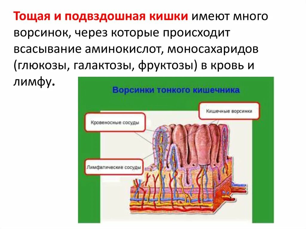 В тонкой кишке происходит всасывание в кровь. Тощая кишка функция ворсинки. Тощая кишка анатомия ворсинки. Всасывание строение и функции. Ворсинки тонкого кишечника функции.