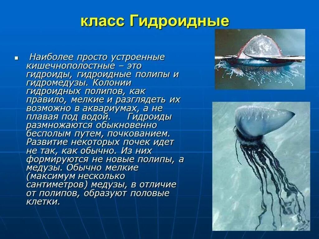 Выберите животных относящихся к кишечнополостным