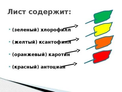 Пигменты зеленого листа
