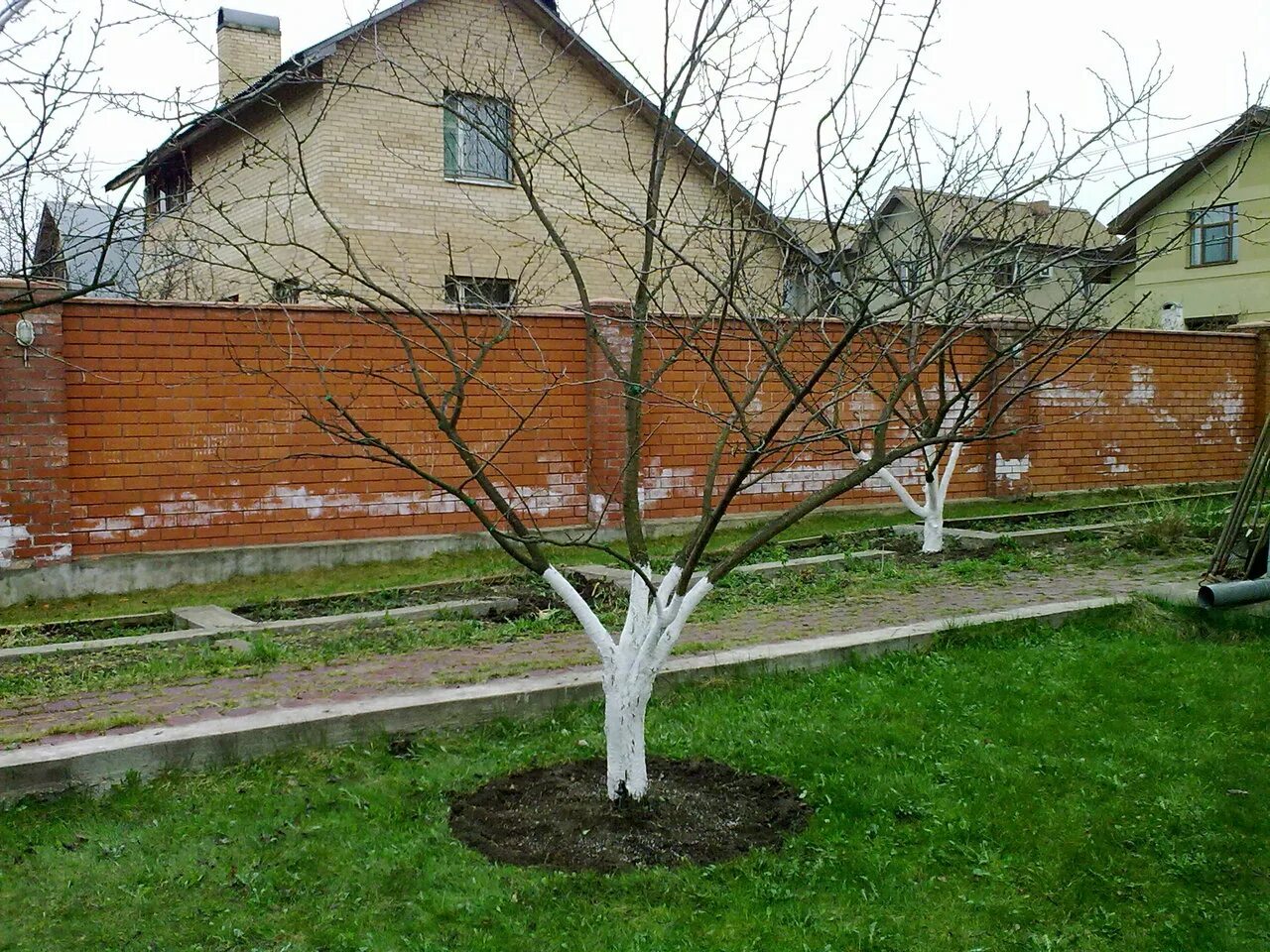 Яблоневый сад побелка. Яблони на участке. Плодовые деревья на даче. Деревья на участке весной.