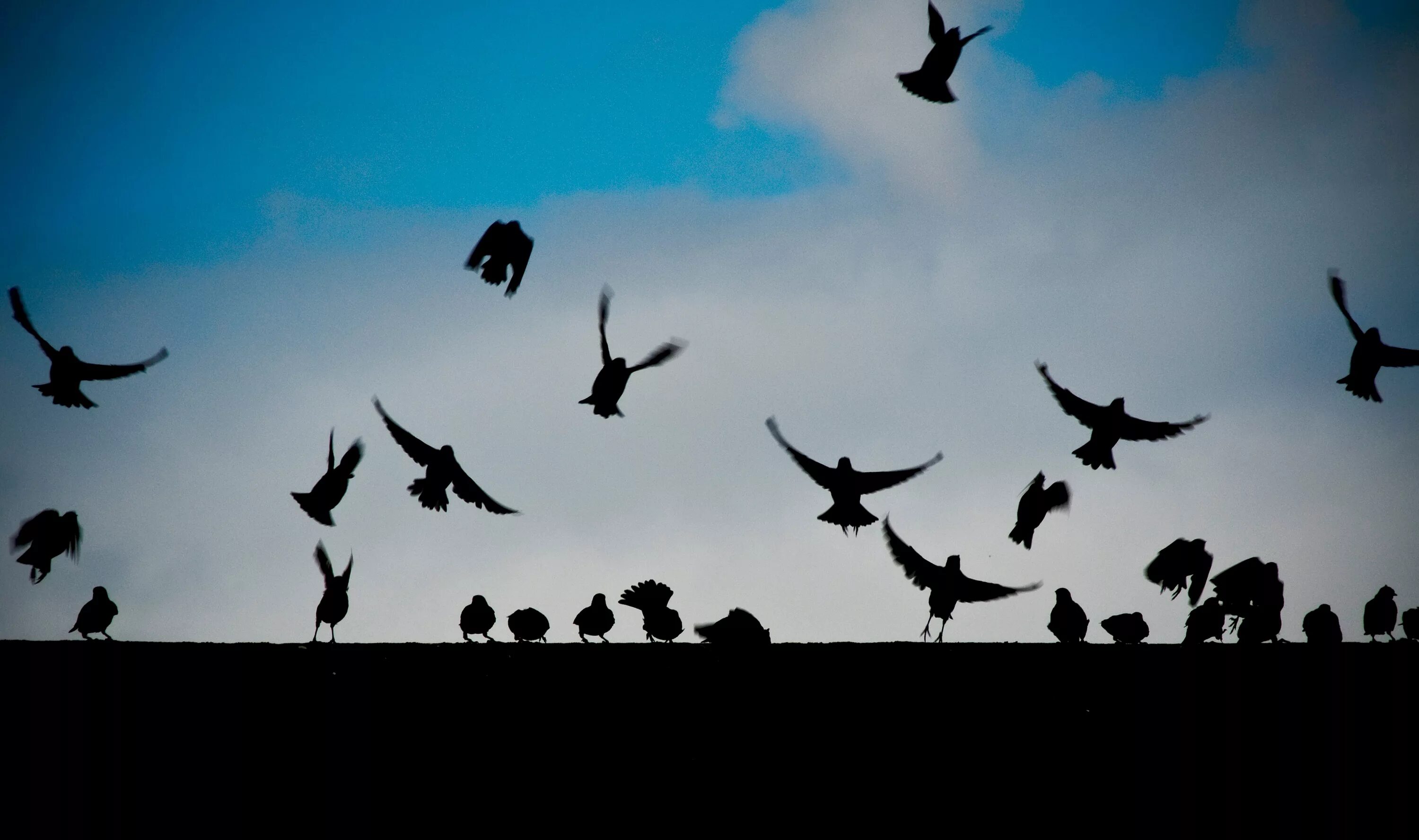 Миграция птиц. Стая ворон. Силуэты птиц фото. Силуэты птиц в небе.