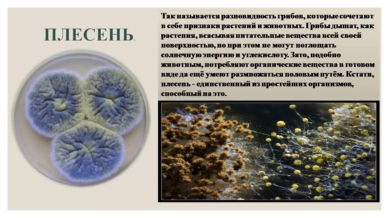 Происхождение бактерий. Грибы микроорганизмы. Грибы микроорганизмы примеры. Грибы формы микроорганизмов. Примеры грибов микроорганизмов.