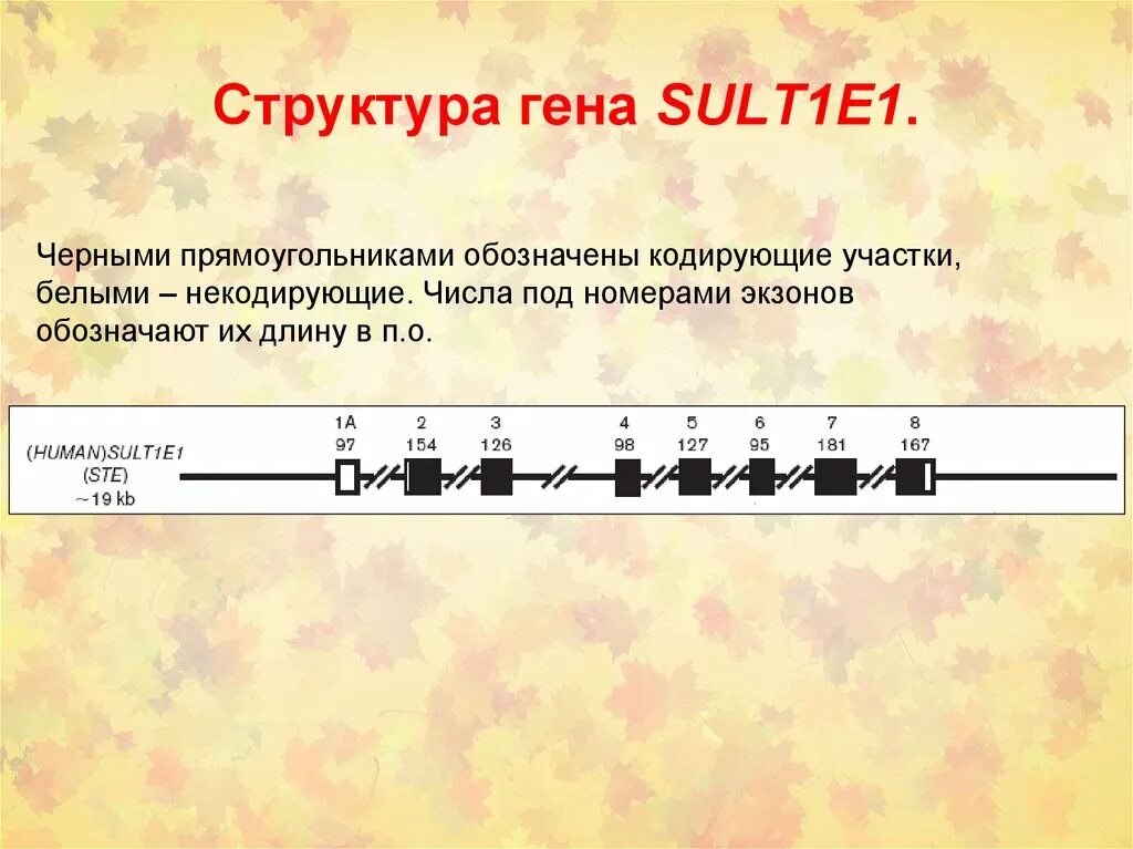 Строение Гена. Структура генов. Ген структура. Структура Гена человека.