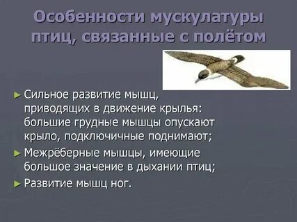 Имена связанные с птицами