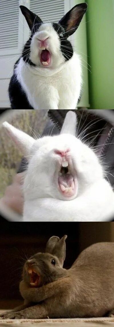 Bugs Bunny GIF - Bugs Bunny Bored - Discover & Share GIFs Grüße