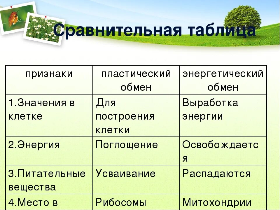 Где происходят этапы энергетического обмена. Пластический и энергетический обмен таблица 8 класс биология. Таблица обмен веществ и энергии пластический и энергетический обмен. Пластический обмен и энергетический обмен таблица. Пластический обмен и энергетический обмен таблица сравнения.