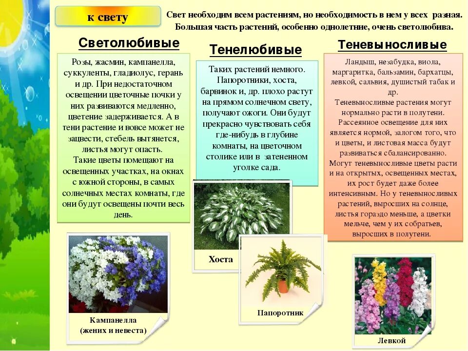 Светолюбивые и теневыносливые растения. Светолюбивые и Тене любивык растения. Светолюбивые тенелюбивые теневыносливые растения. Свето любивые и темно любивые растения. Экологическая группа тенелюбивых растений