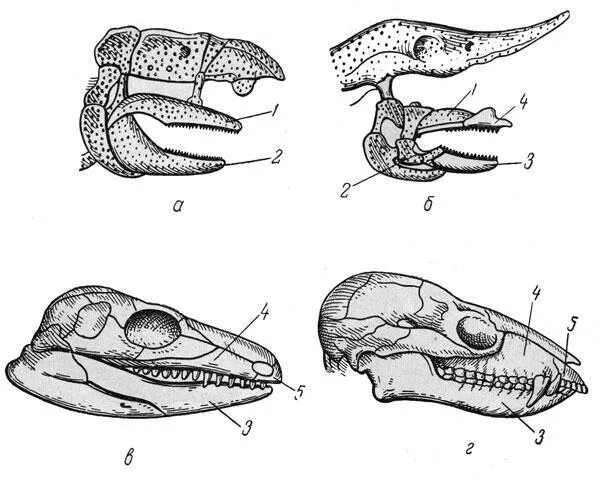 Строение черепа осетра. Череп млекопитающих. Черепа млекопитающих различных отрядов. Верхняя челюсть млекопитающих.
