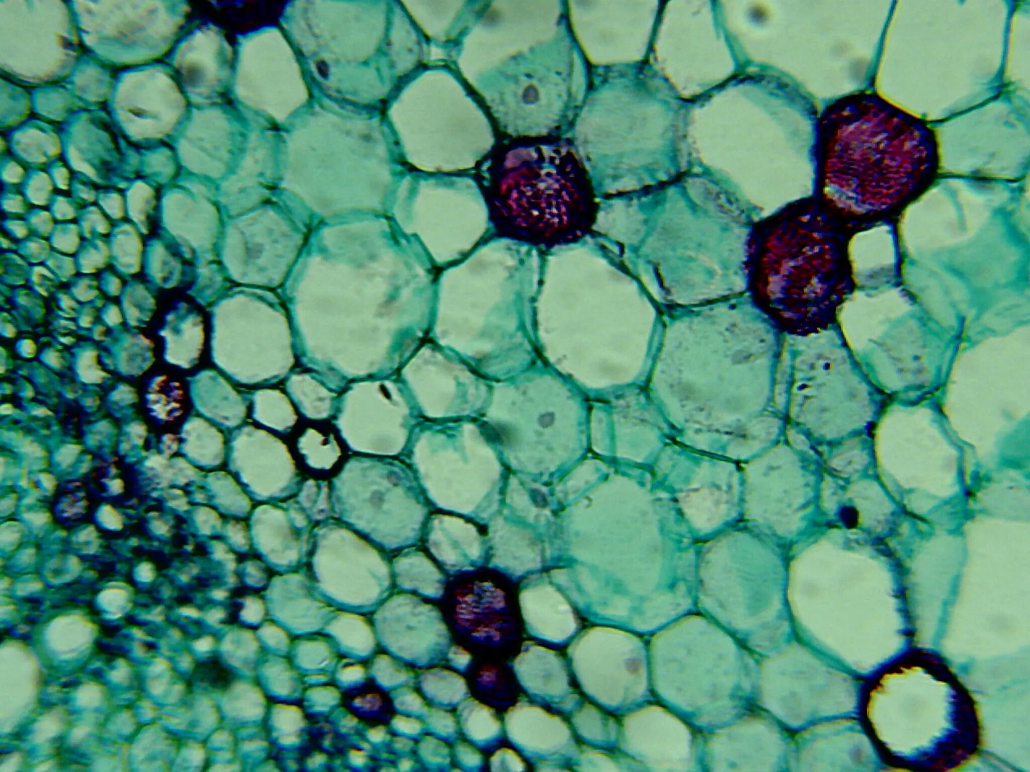 Хлорофилл под микроскопом. Клетка в микроскопе. Клетки подтмикроскопом. Ткани в микроскопе. Растительная клетка хитин