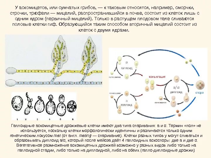 Бесполое размножение аскомицетов. Жизненный цикл аскомицетов схема. Цикл развития грибов аскомицетов. Аскомицеты, размножение, цикл развития. Размножение гаплоидными спорами