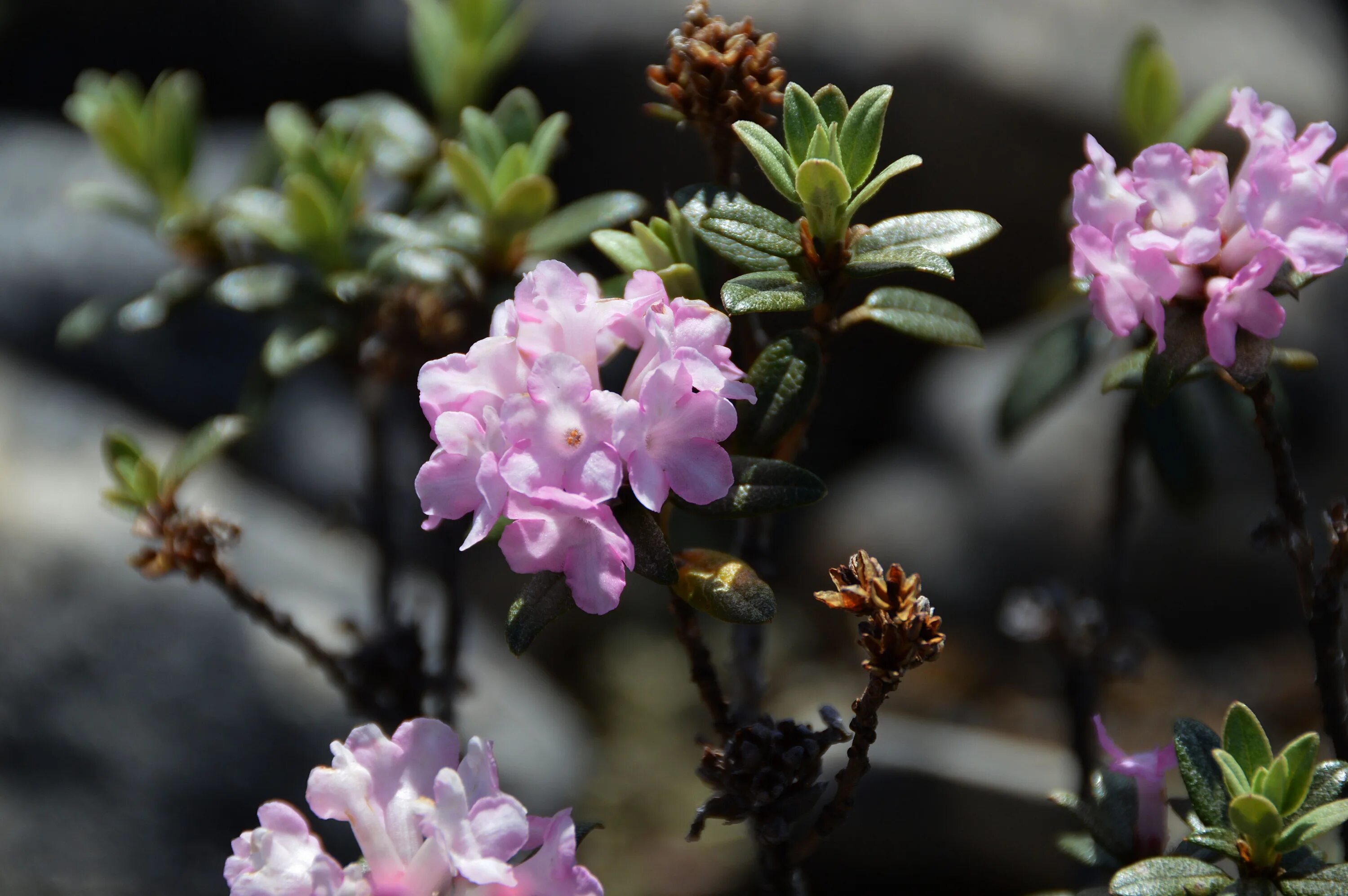 рододендрон сайга дайлян. рододендрон саган дайля. рододендрон адамса (rhododendron adamsii rehder). рододендрон адамса. рододендрон сайга дайлян.