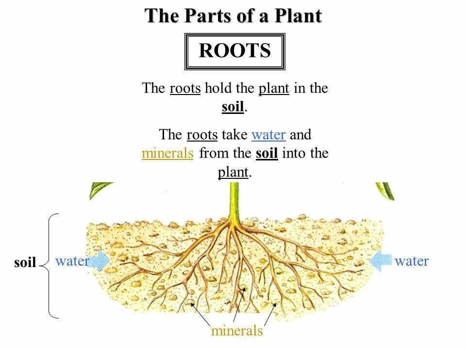 Root and root Парфюм. Parts of a Plant root. Experiments with the root of the Plant. Of Water ин roots experience Experiment. Planting the roots