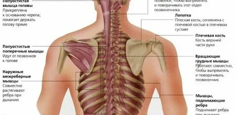 Почему под левой лопаткой