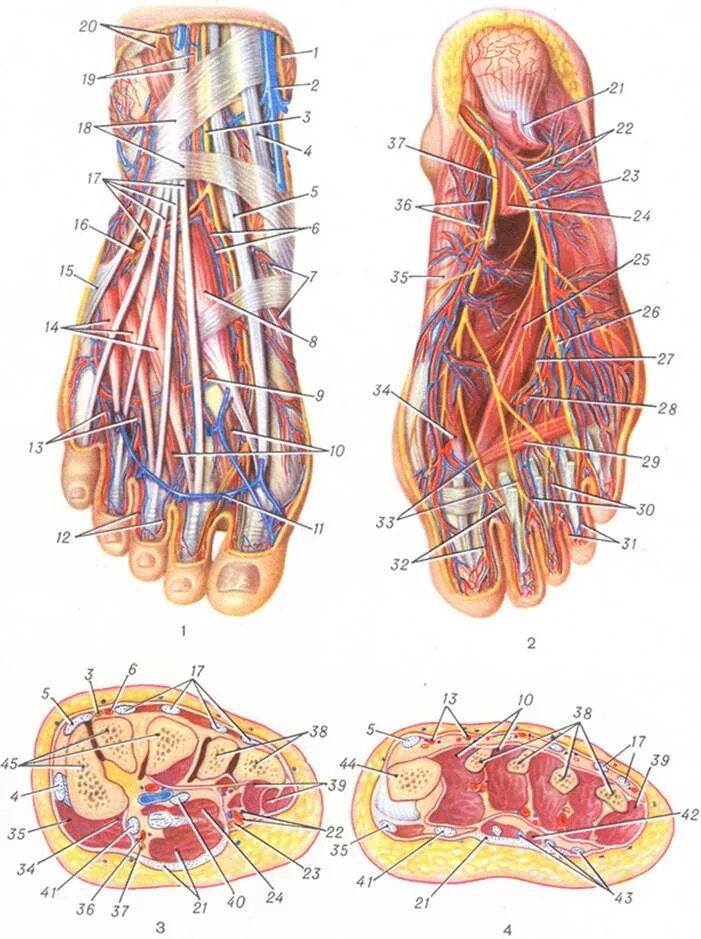 Стопа анатомия человека кости связки сухожилия. Подошвенная поверхность стопы анатомия кости. Стопа анатомия мышцы и нервы. Анатомия тыльной поверхности стопы. Топографическая анатомия сухожилий