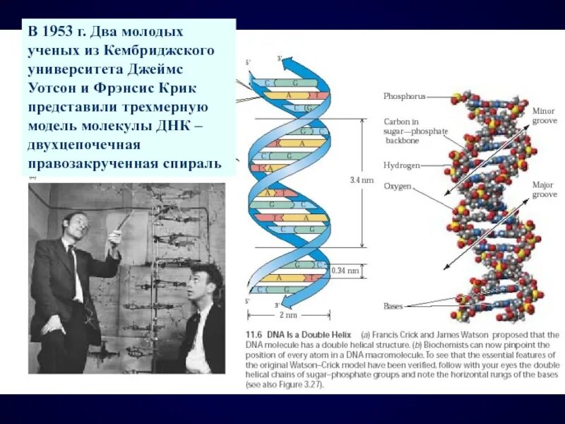 Структура ДНК 1953. Дж. Уотсон и ф. крик открыли структуру ДНК В 1953г.. Модель ДНК Уотсона и крика.