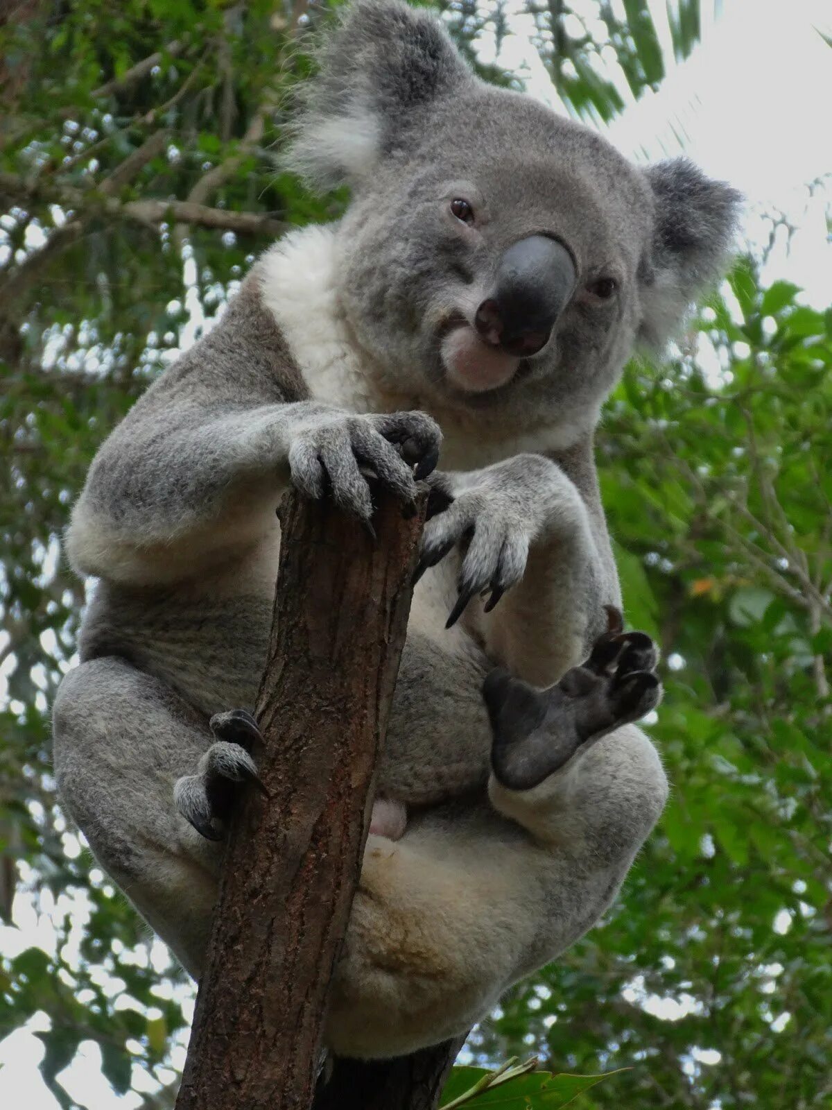 Мокрая коала почему. Злая коала. Мокрая коала коала. Мокрая коала. Бешеная коала.