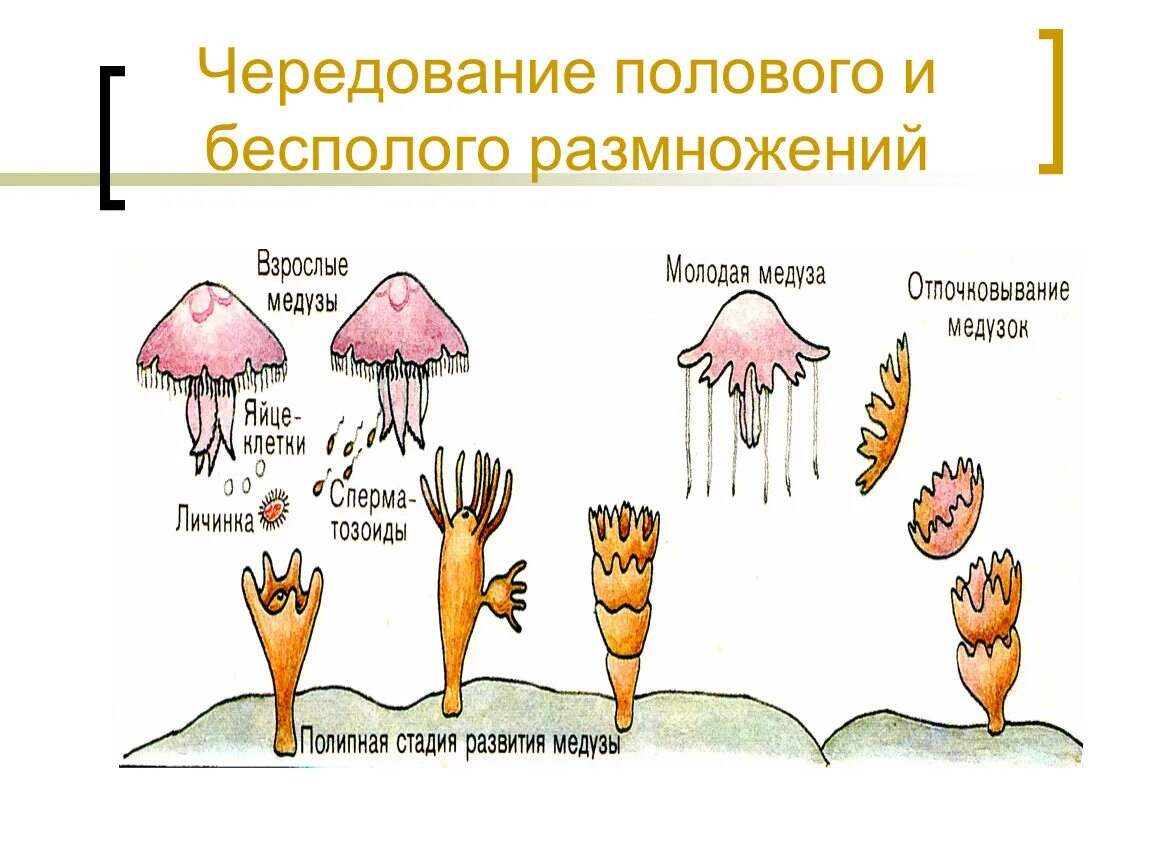 Чередование поколений с бесполым и половым размножением. Способы полового и бесполого размножения животных.. Бесполое размножение животных примеры. Чередование полового и бесполого.