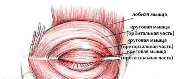 Дергается глаз причины верхнее. Мышца верхнего века. Круговая мышца глаза.