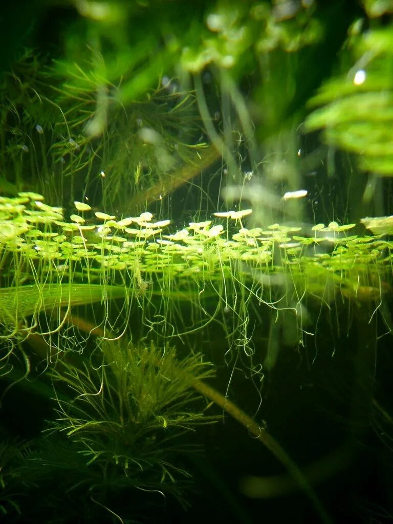 Как убрать водоросли. Валлиснерия biotope. Элодея и Валлиснерия. Красивые водоросли для аквариума.