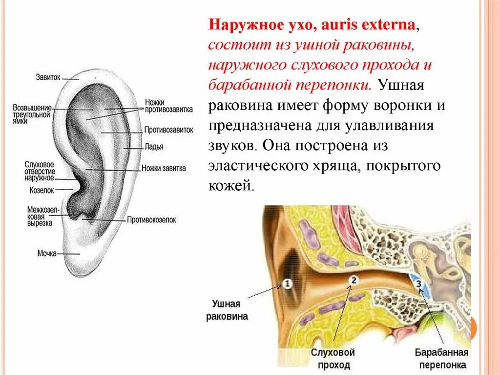 Наружное ухо ушная раковина слуховой проход барабанная перепонка. Ушная раковина наружный слуховой проход барабанная перепонка. Наружное ухо наружный слуховой проход. Строение наружной слуховой раковины.