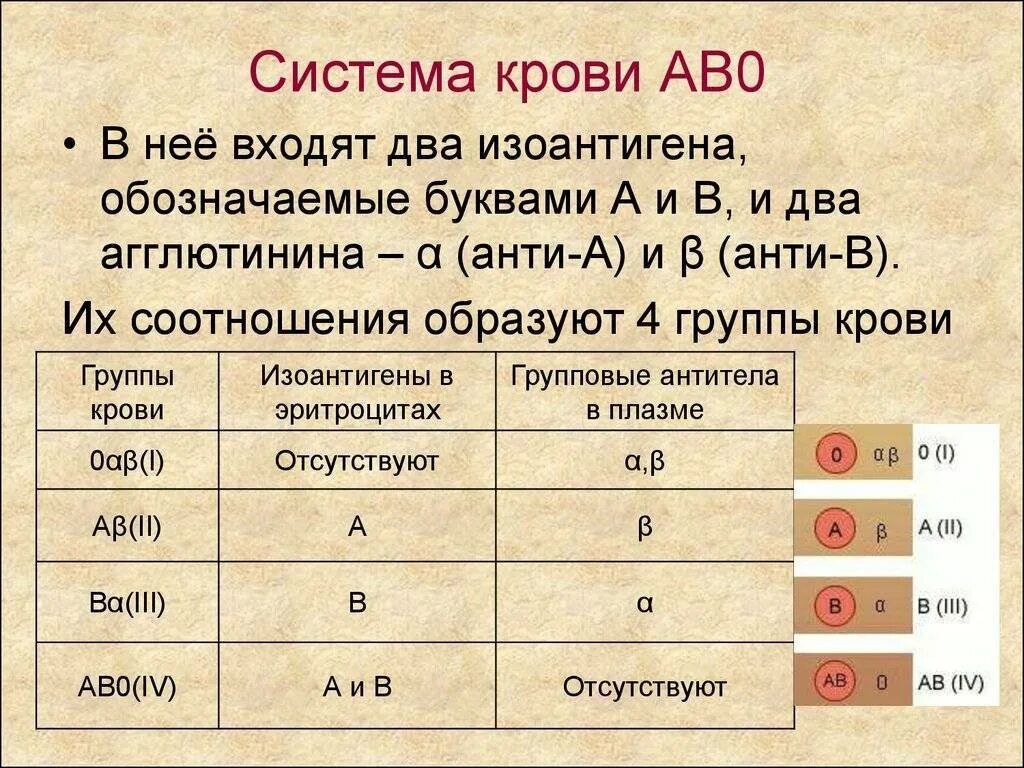 Фактор группы крови. Группы крови по системе ав0. Группы крови человека. Система ав0. Резус-фактор.. Группа крови и резус фактор 0(i). Таблица группы крови по системе ав0.