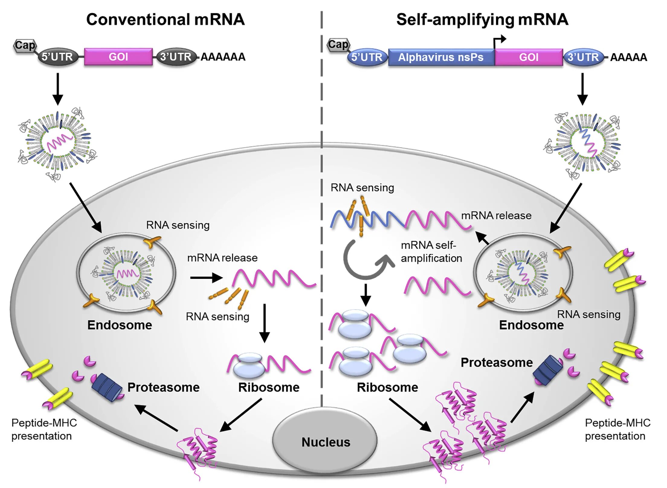 Вакцина коронавирус MRNA. МРНК вакцины от коронавируса. Механизм МРНК вакцины. Механизм действия РНК вакцин.