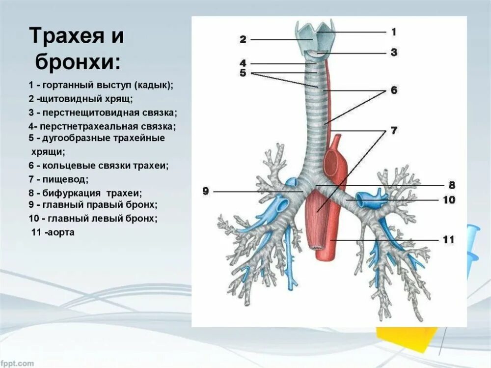 Гортань трахея бронхи строение. Строение трахеи и главных бронхов анатомия. Строение органов дыхания бронхи. Строение легких трахея бронхи.