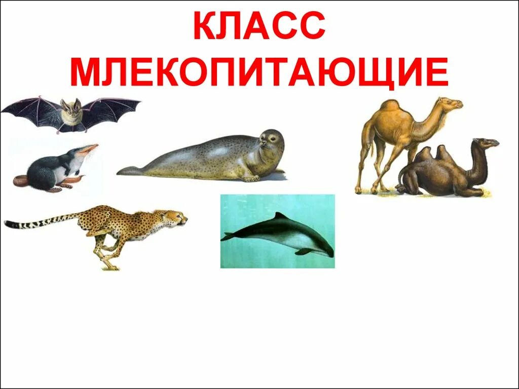 Основные группы млекопитающих. Класс млекопитающие. Млекопитающие презентация. Разнообразие отрядов млекопитающих. Класс млекопитающие презентация.