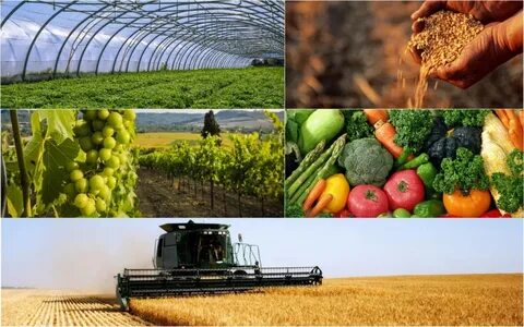 Технология производства сельскохозяйственной продукции