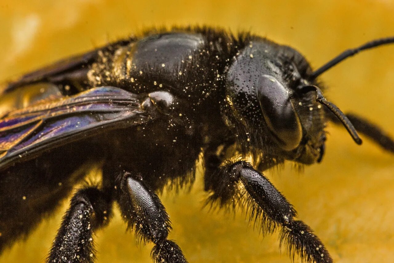 Большая черная пчела
