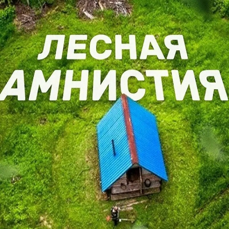 Лесная амнистия. Лесная амнистия фото. Амнистия это. Лесная амнистия презентация. 280 лесная амнистия