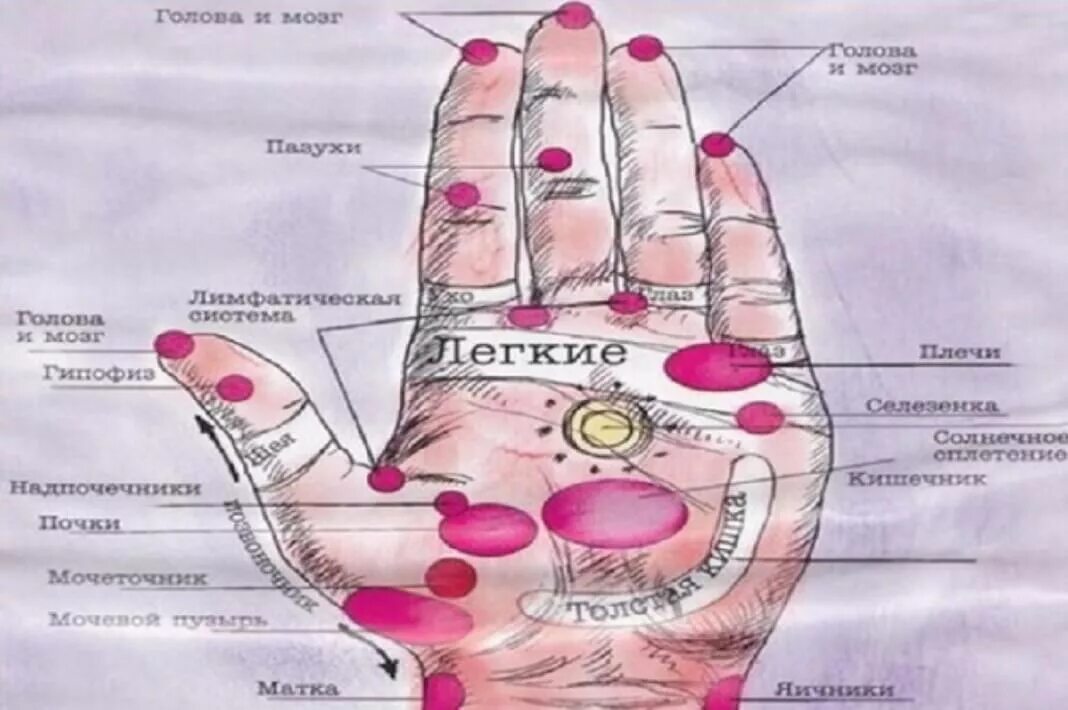 Определить заболевание по рукам. Точки на руках. Точки на ладони. Точки органов на руке человека. Биологически активные точки на ладони.