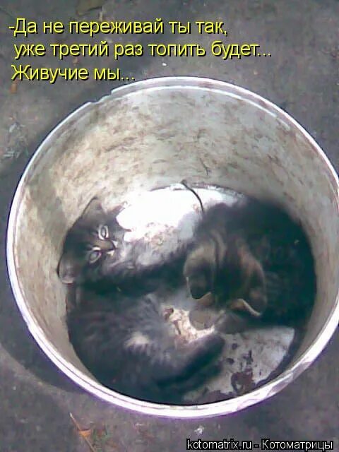 Грех ли топить котят. Утопленные котята в ведре. Утопили котят кошка ищет. Грех ли топить котят. Грех ли топить котят.