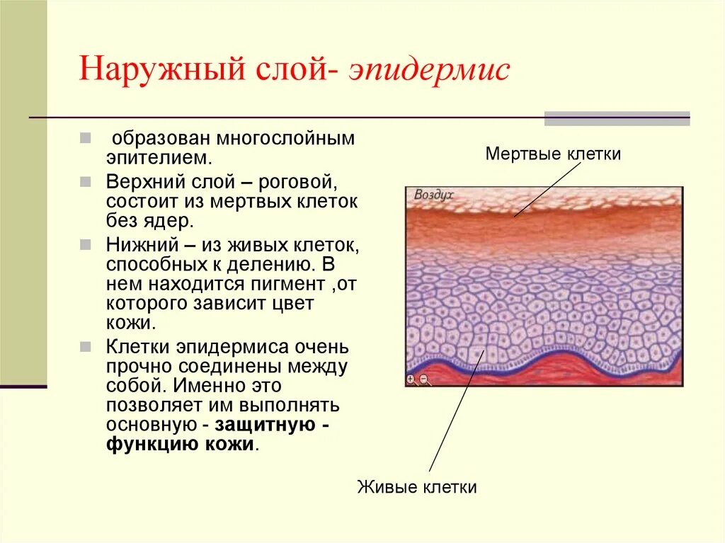 Какие три слоя кожи