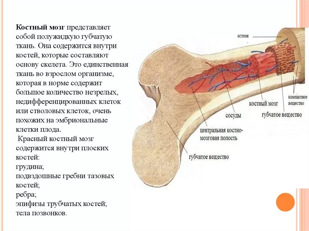 Где находится желтый костный мозг в трубчатых. Красный костный мозг функции кратко. Красный костный мозг строение. Строение красного костного мозга анатомия. Строение кости желтый костный мозг.