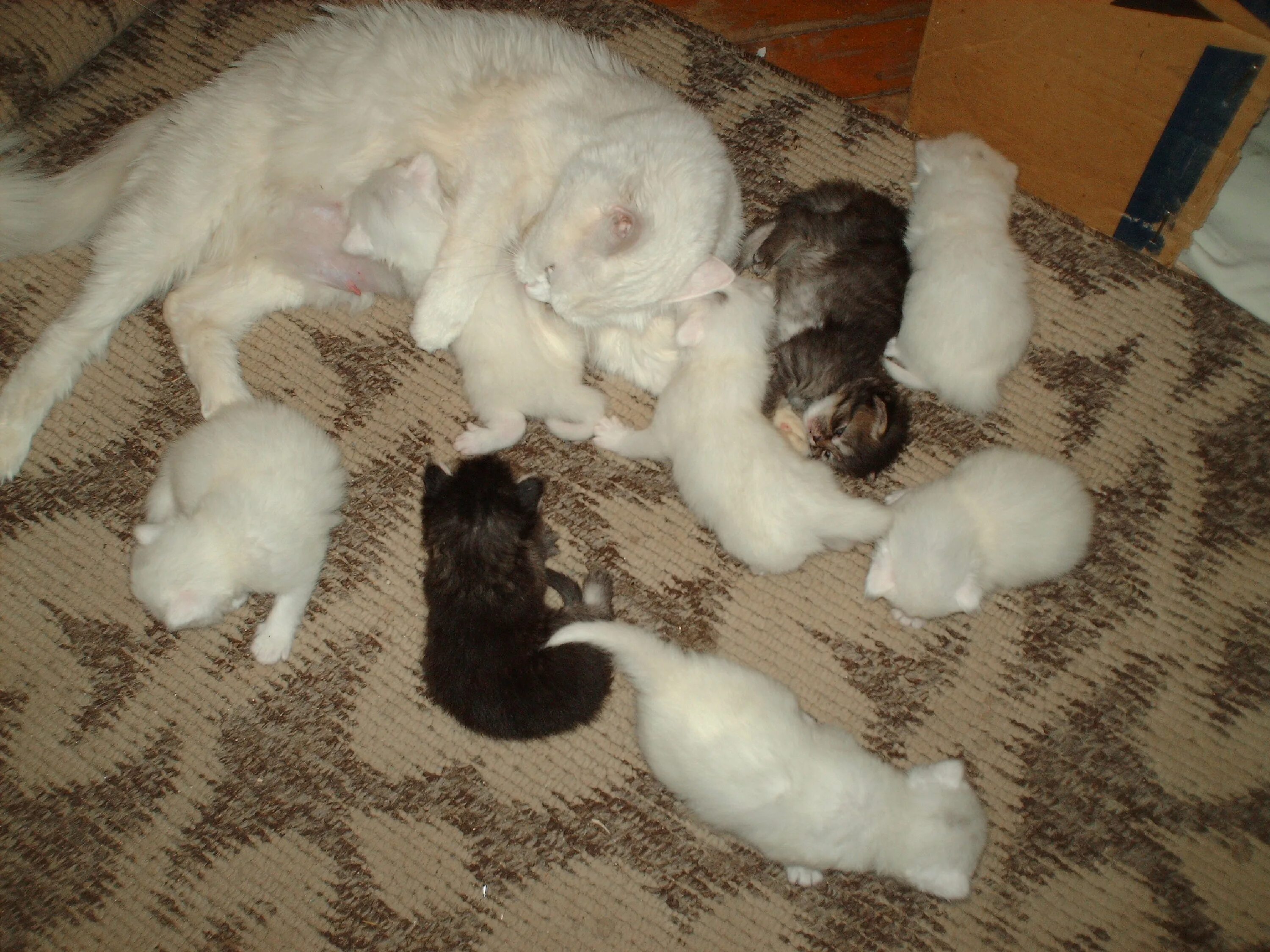 котята 10 штук. рагамаффин. 8 котят фото. 10 котят. рэгдолл и рагамаффин.