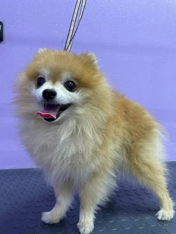 пушистый рай 2024