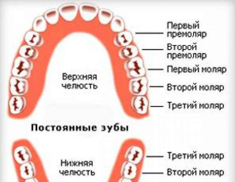 Зуб первый моляр верхней челюсти. Зубы моляры и премоляры. Зуб первый моляр нижней челюсти у детей. 1 Моляры верхней челюсти молочный зуб.