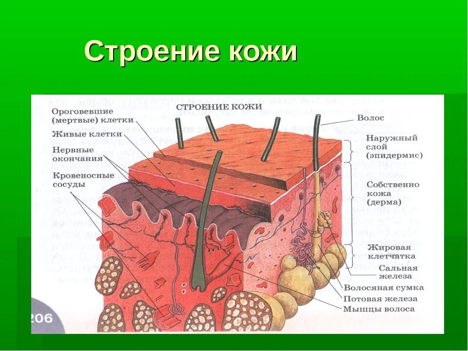 Контрольная по биологии покровы тела. Структура клеток кожи человека. Строение кожи учебник 8 класс биология. Эпидерма дерма. Строение кожи биология 8.