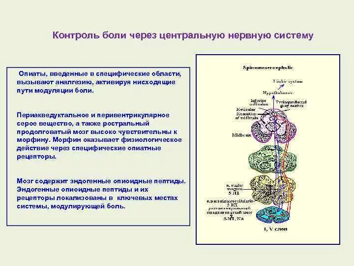 Болевой центр в мозге. Болевой центр в ЦНС. Модуляция болевой чувствительности. Система контроля боли. Локальный и нисходящий контроль боли.