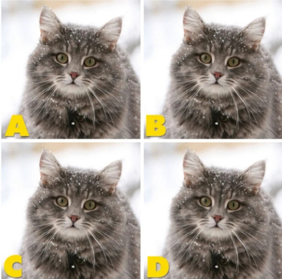Различия в картинках. Найди отличия кошки. Отличия в картинках коты. Отличия с котиками.